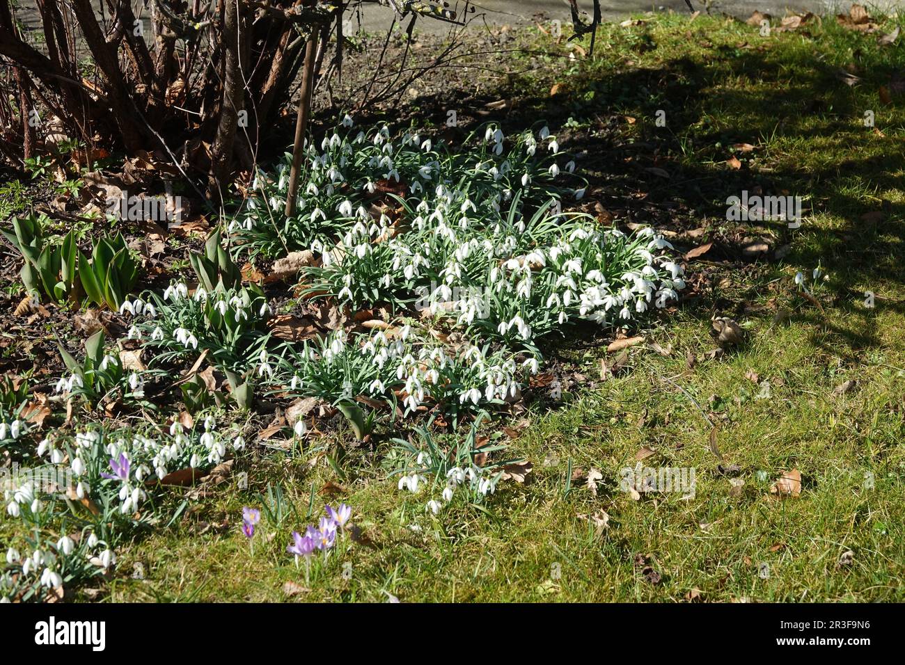 Galanthus nivalis, snowdrop Stock Photo
