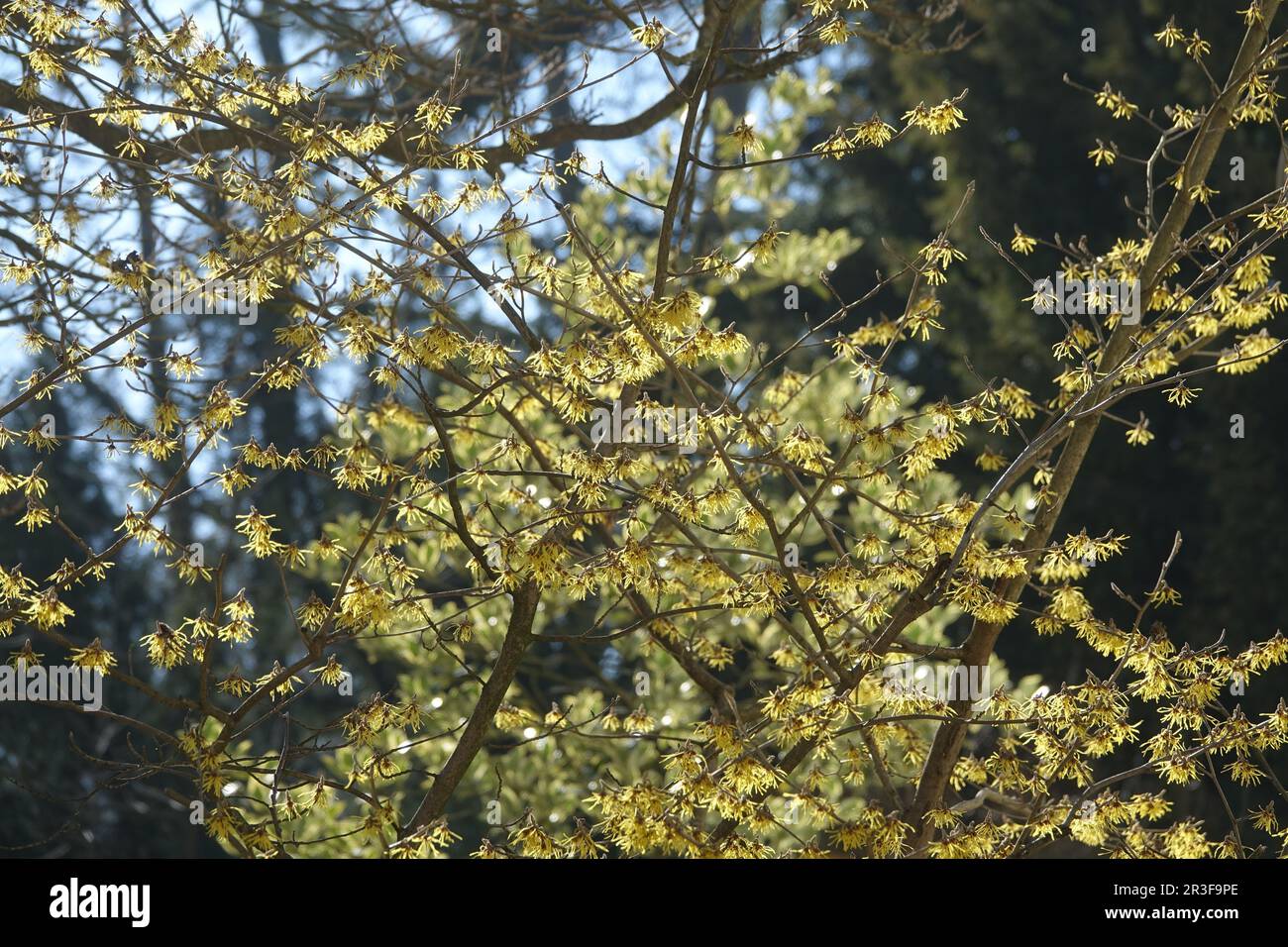 Hamamelis mollis, Chinese witch-hazel Stock Photo