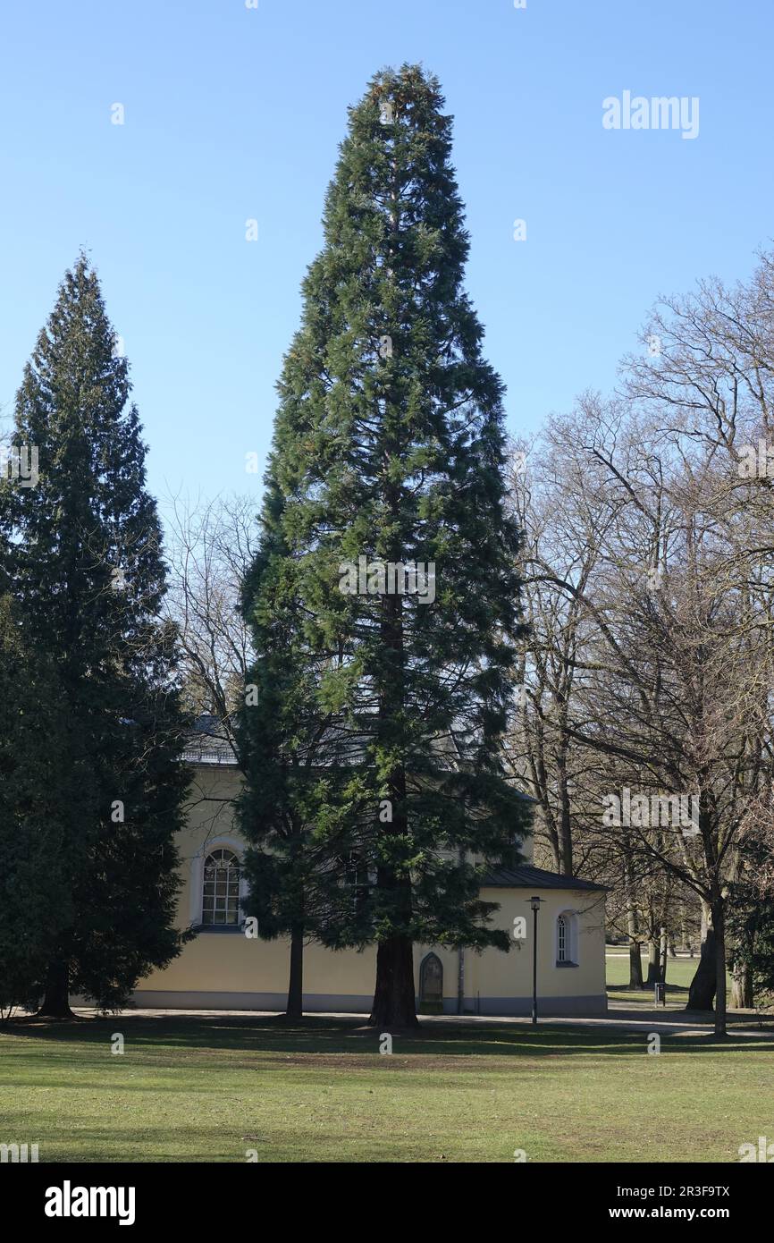 Sequoiadendron giganteum, giant sequoia tree Stock Photo