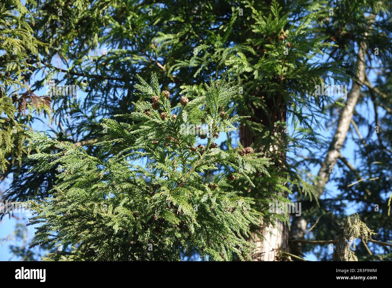 Cryptomeria japonica, Japanese cedar Stock Photo