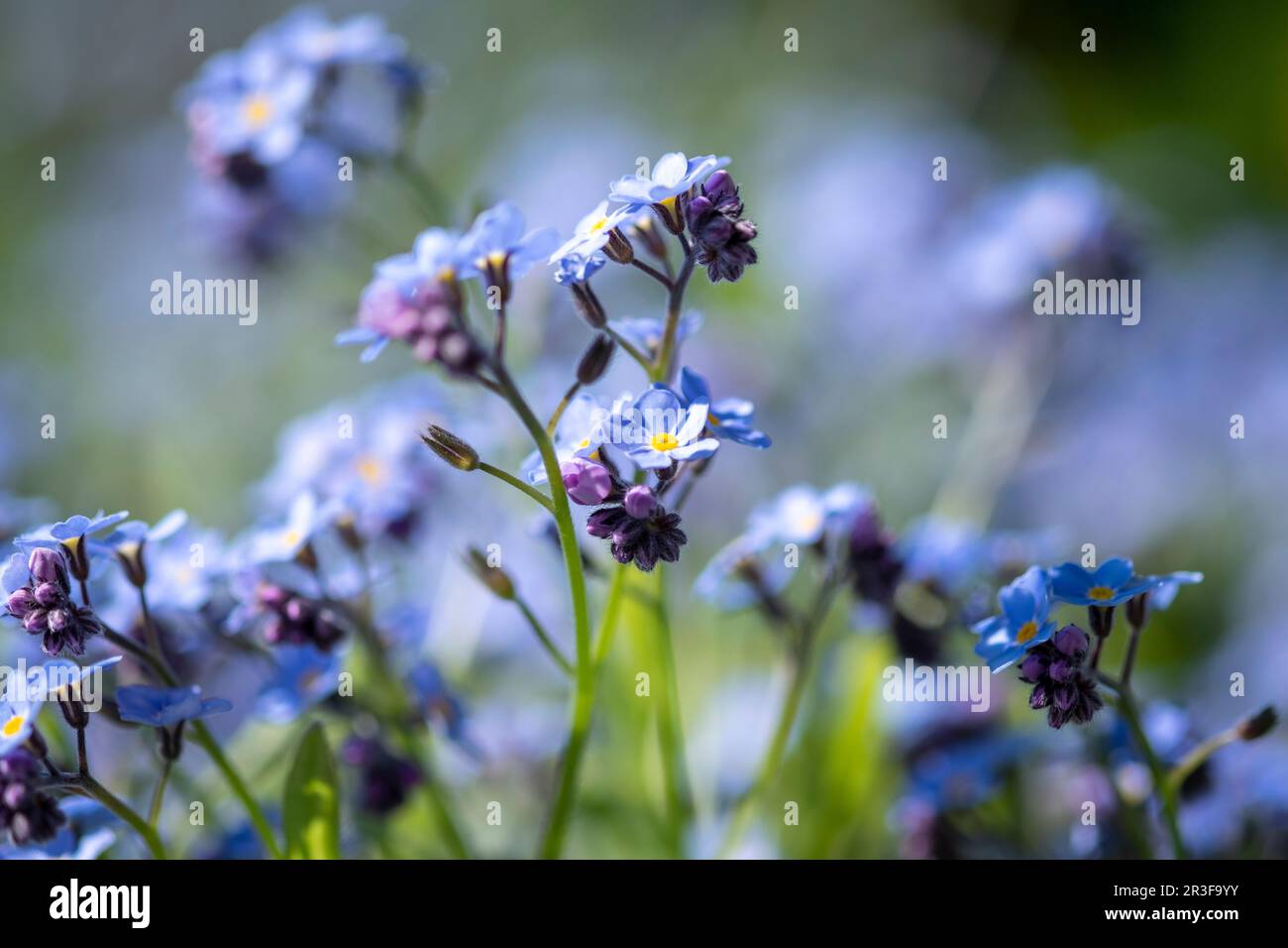 Forget blue flower branch hi res stock photography and images Alamy Forget blue flower branch hi res stock photography and images Alamy