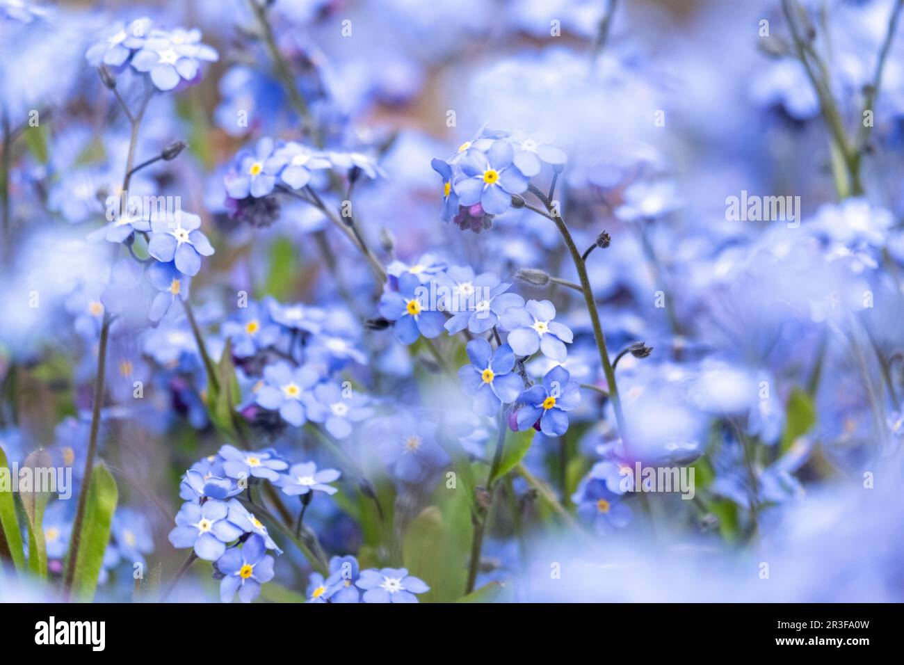 Forget blue flower branch hi res stock photography and images Alamy Forget blue flower branch hi res stock photography and images Alamy