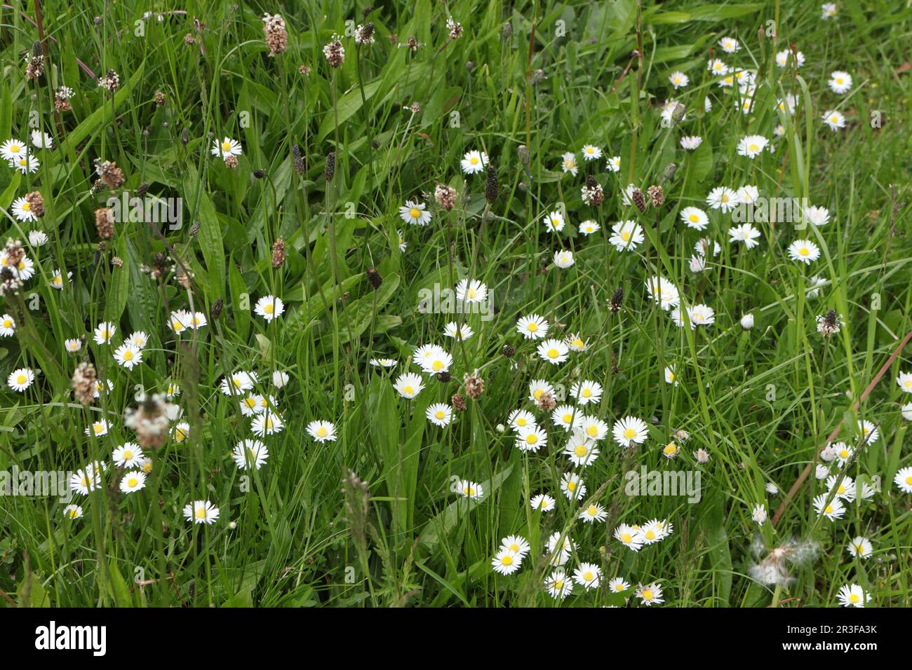Wild flowers daisies growing in grass, keeping a natural environment and ecosystem Stock Photo