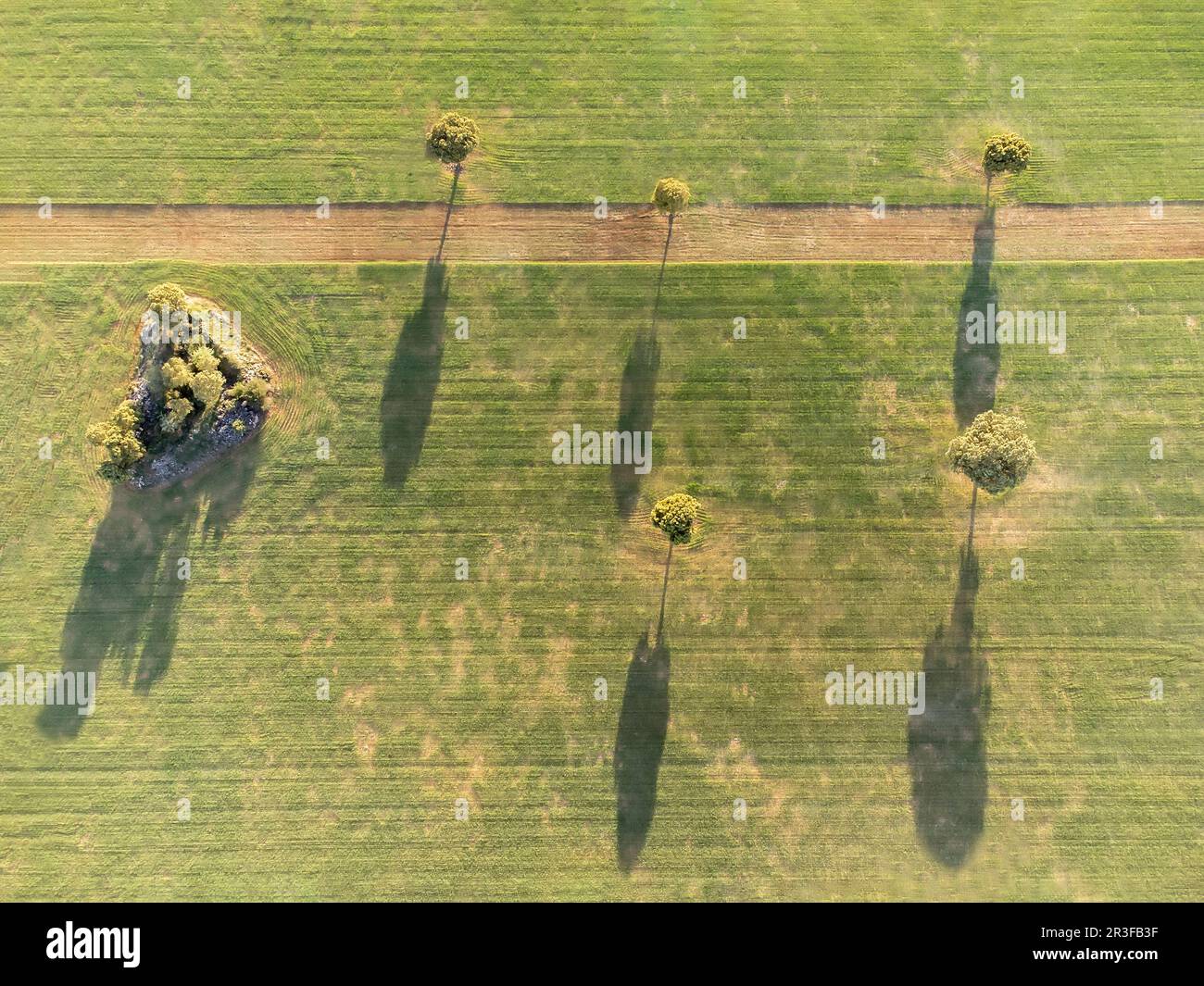 aerial image of a cereal crop field with a road crossing it and spreading trees that create long shadows, drone point of view, horizontal Stock Photo