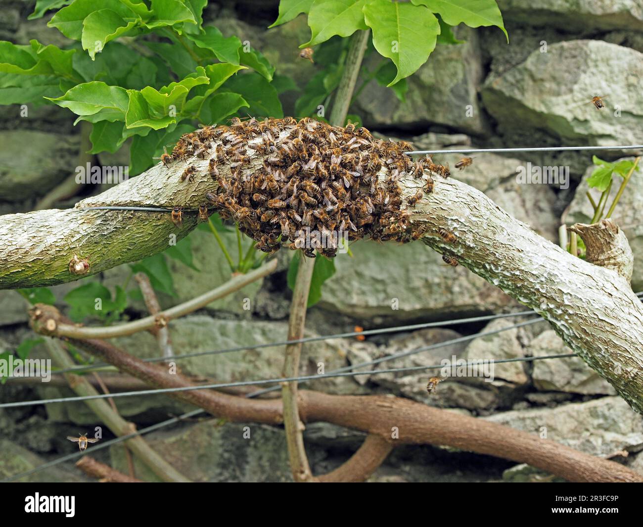Bee swarm on a branch of a tree hi-res stock photography and images - Alamy