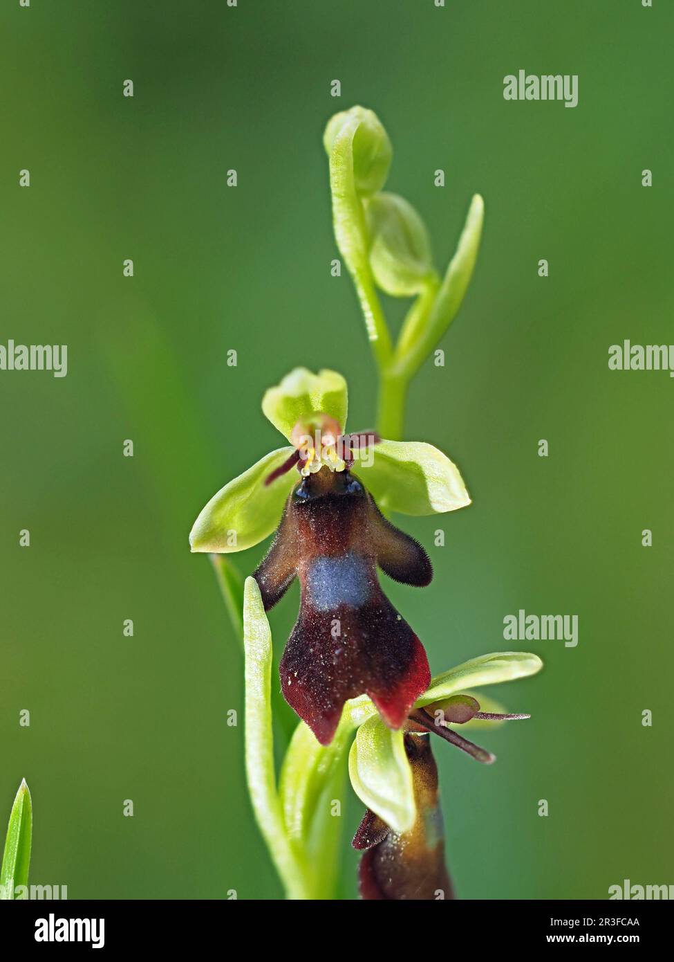 tiny flower of Fly Orchid (Orchis insectifera) on flowerspike in Cumbria, England, UK Stock Photo