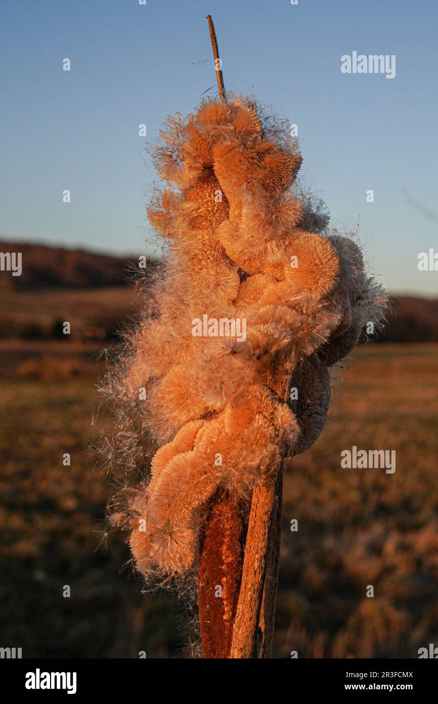 Reeds in sunshine hi-res stock photography and images - Alamy