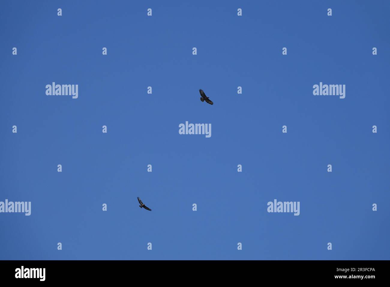 Buteo buteo, buzzard Stock Photo