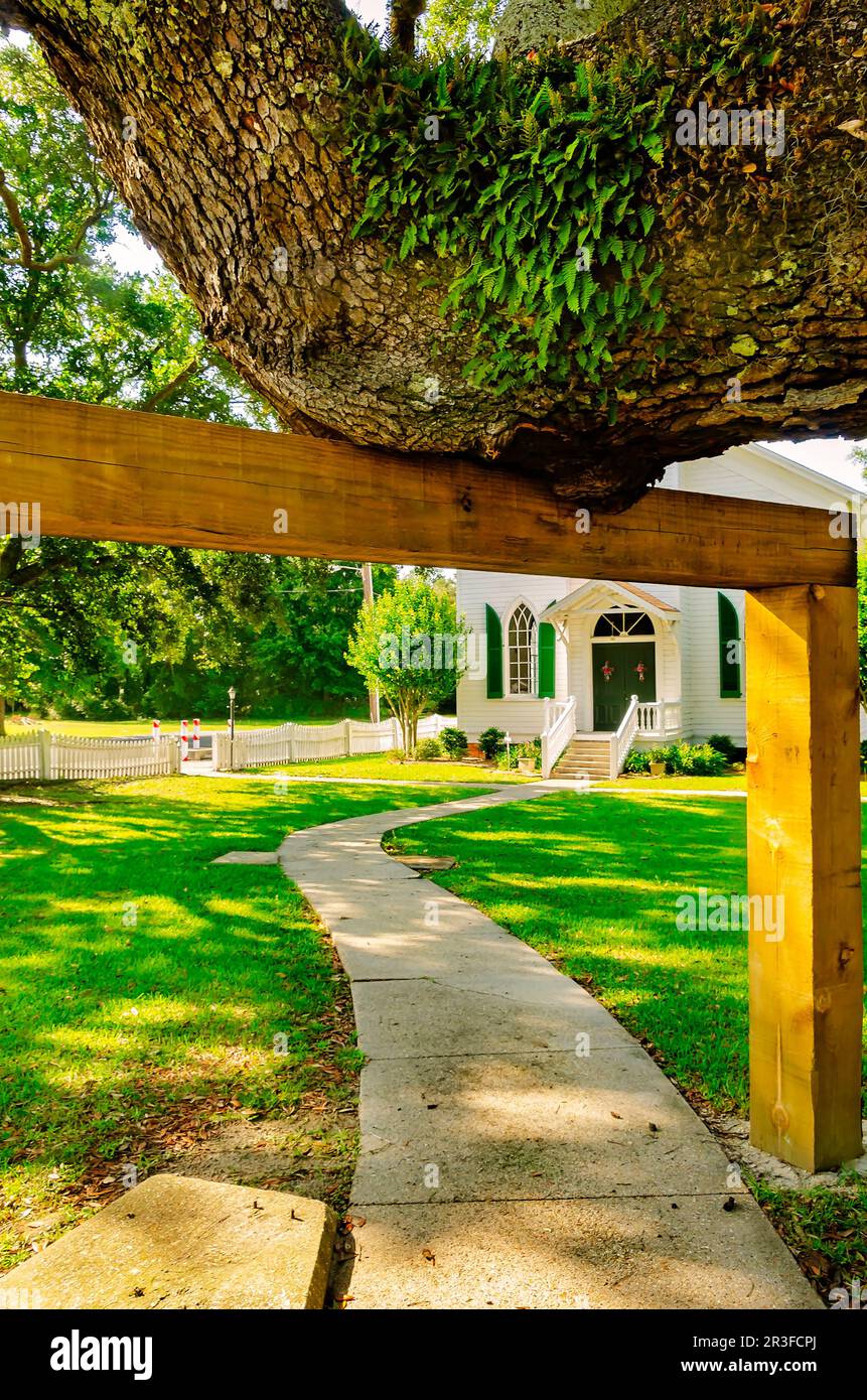 A Southern live oak tree (Quercus virginiana) is supported by a wooden