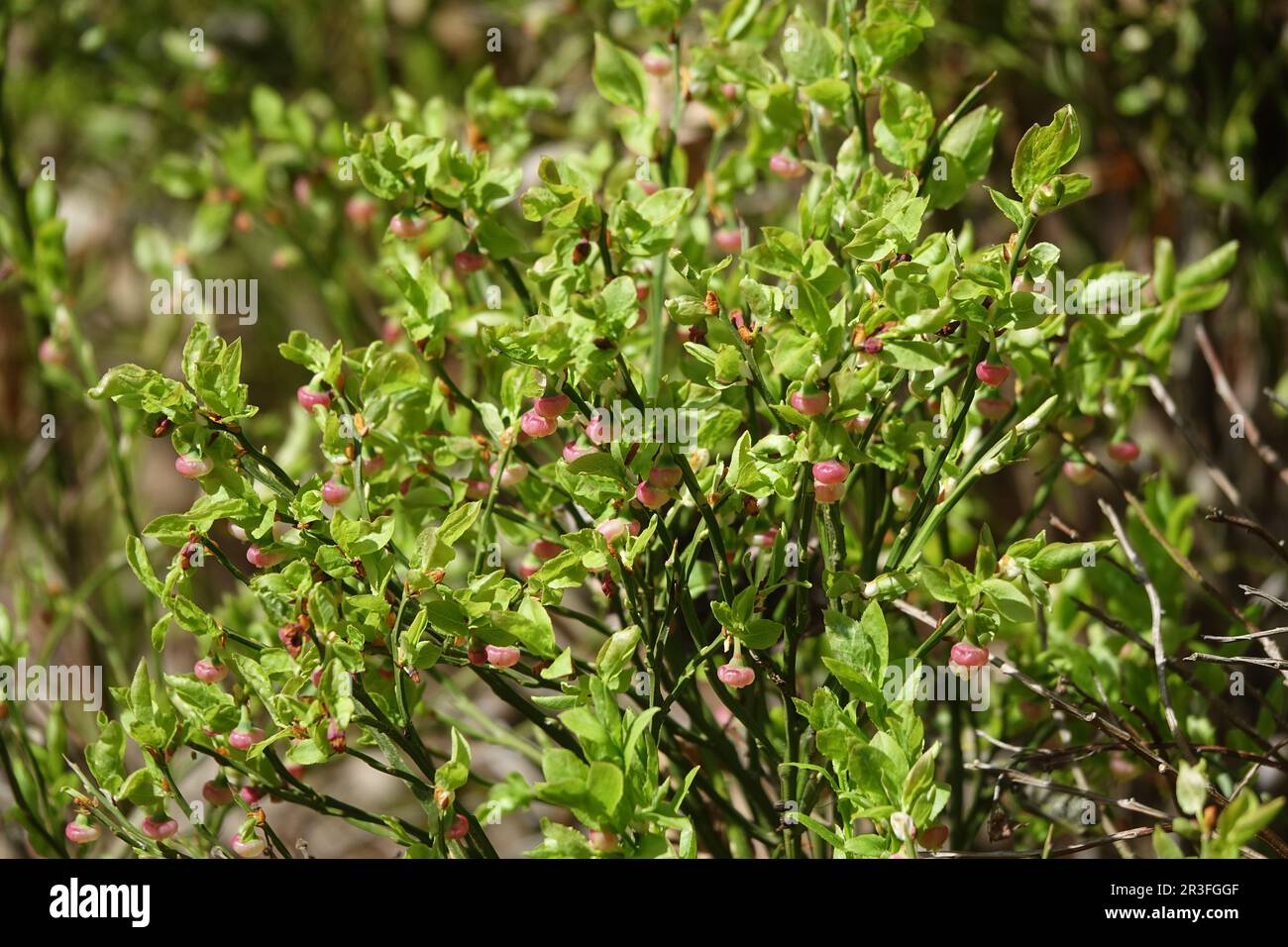 Vaccinium myrtillus, blueberry Stock Photo