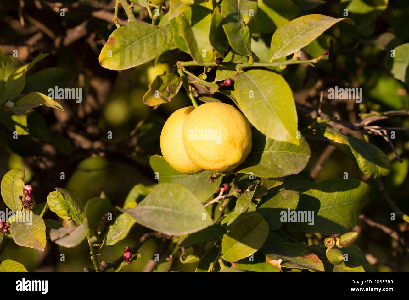 Lemon plantation, Torre Vendicari, Sicily, Italy Stock Photo