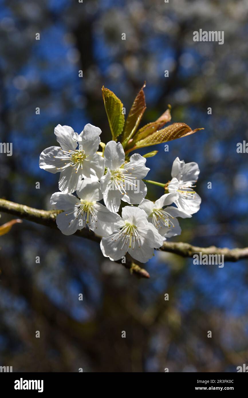 Japanese Cherry Blossom Stock Photo