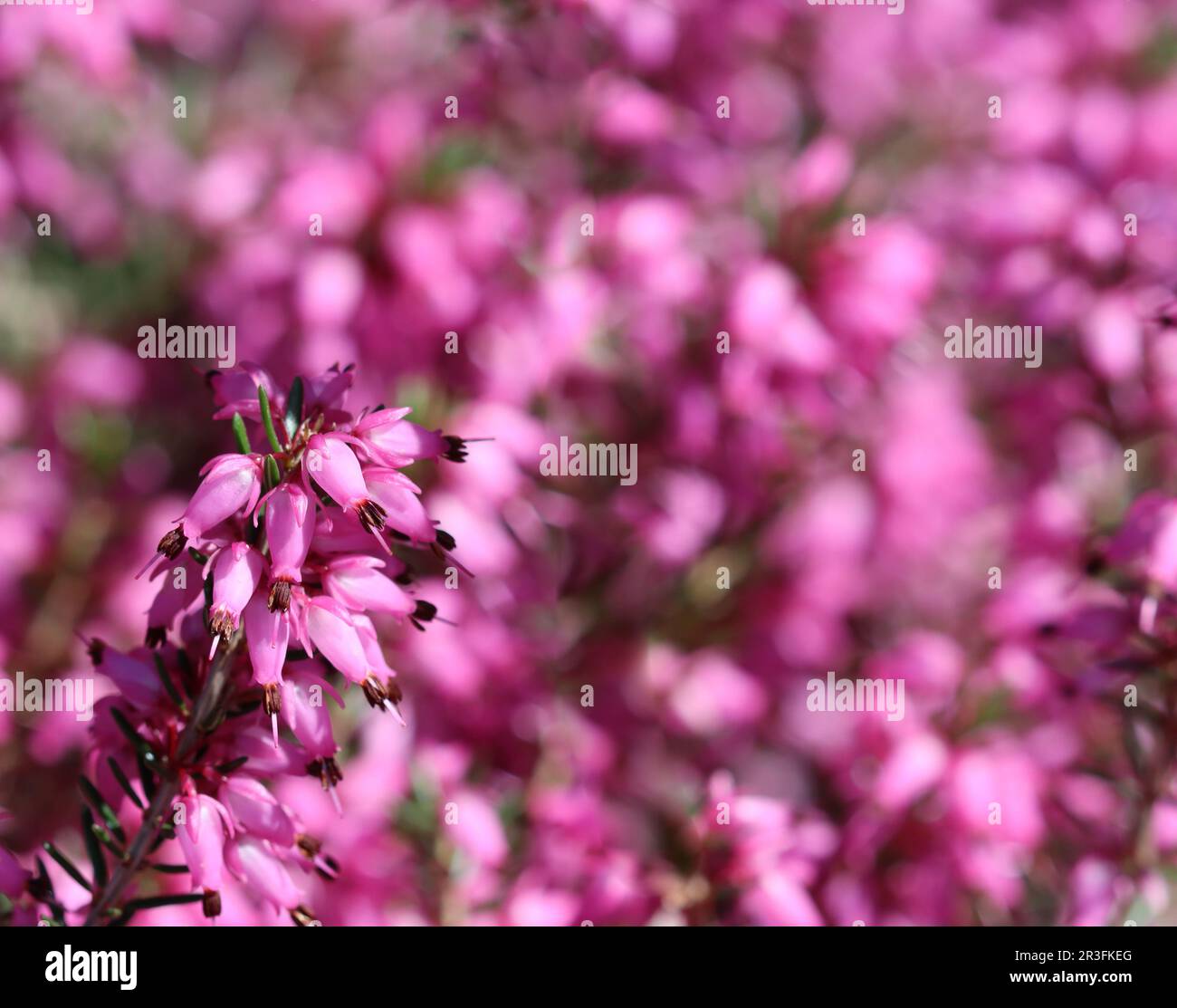 Pink Erica carnea flowers in the garden in early spring Stock Photo