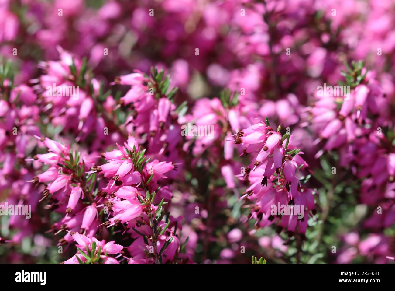 Pink Erica carnea flowers in the garden in early spring Stock Photo