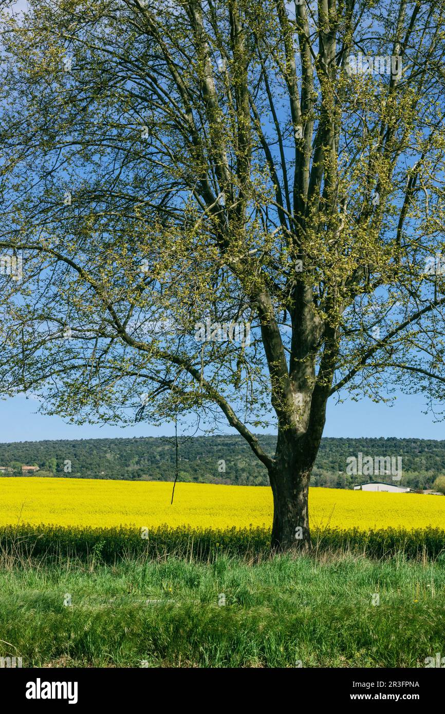 campo de colza,Brassica napus, parque natural regional de Luberon,Provenza,Francia, Europa. Stock Photo