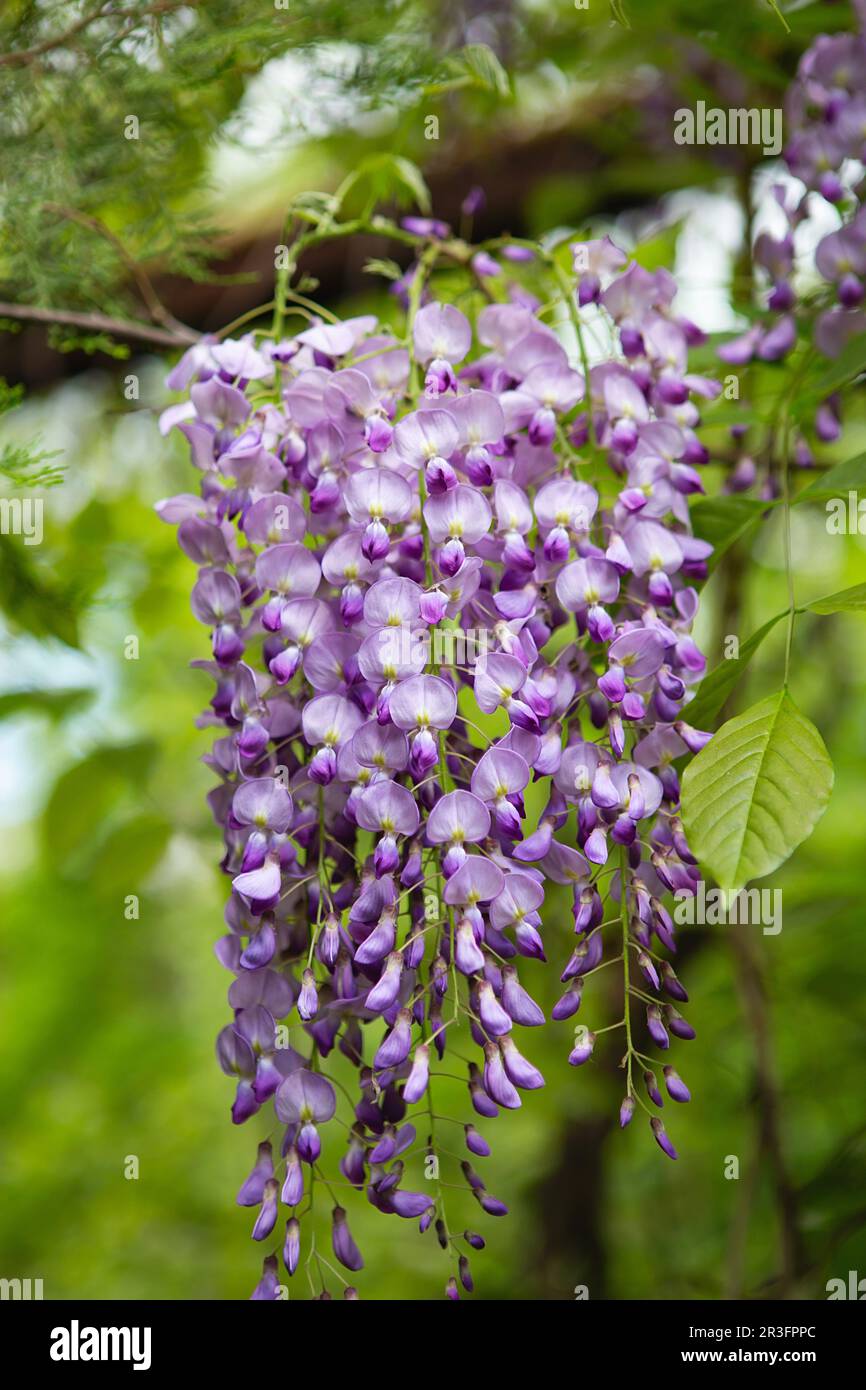 Wisteria close up hi-res stock photography and images - Alamy