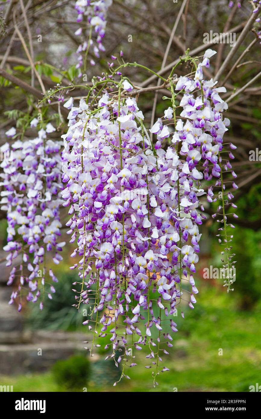 Purple wisteria close up hi-res stock photography and images - Alamy