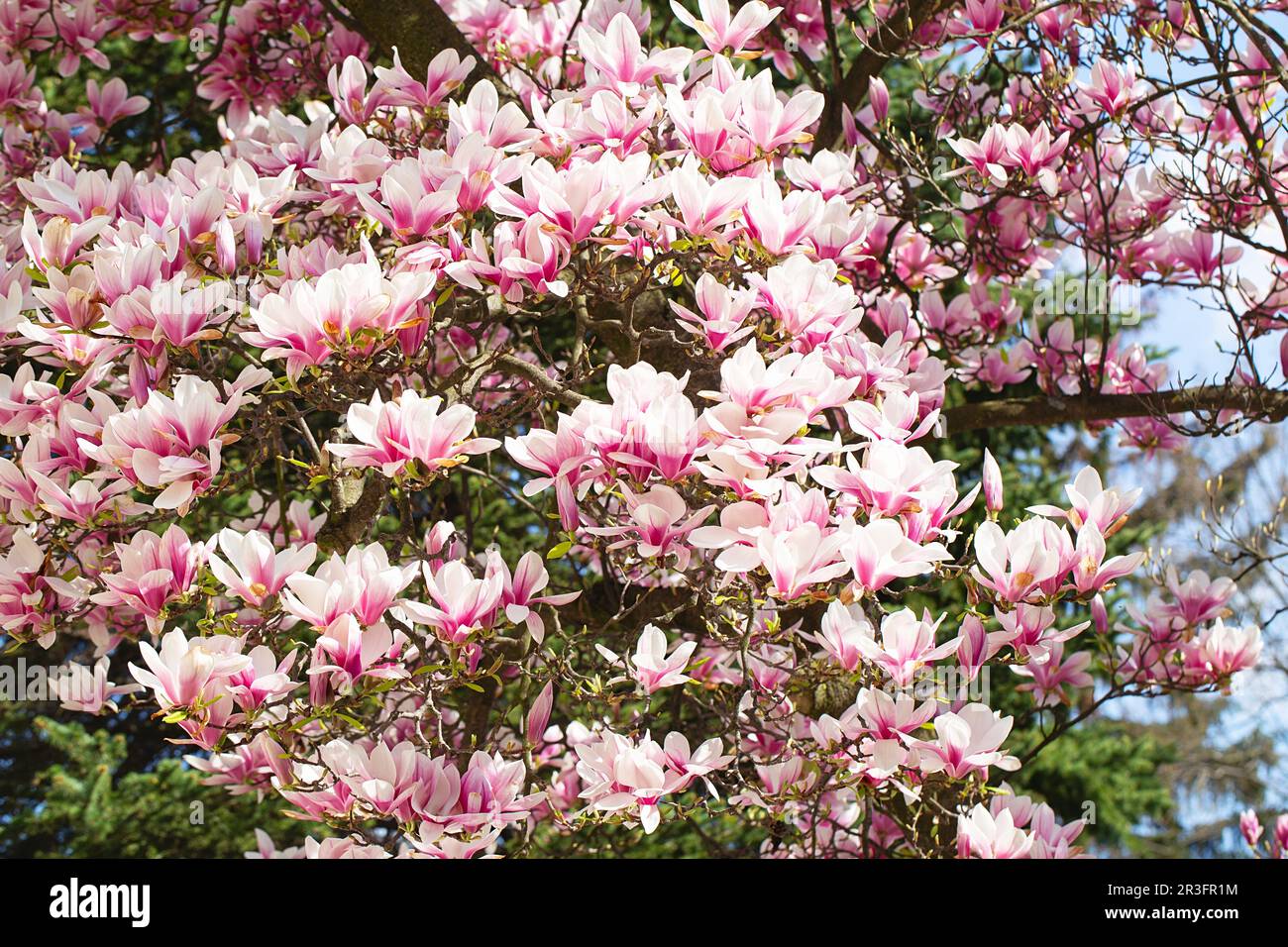 Magnolia tree blossom in springtime. tender pink flowers bathing in sunlight. warm may weather. Blooming magnolia tree in spring Stock Photo