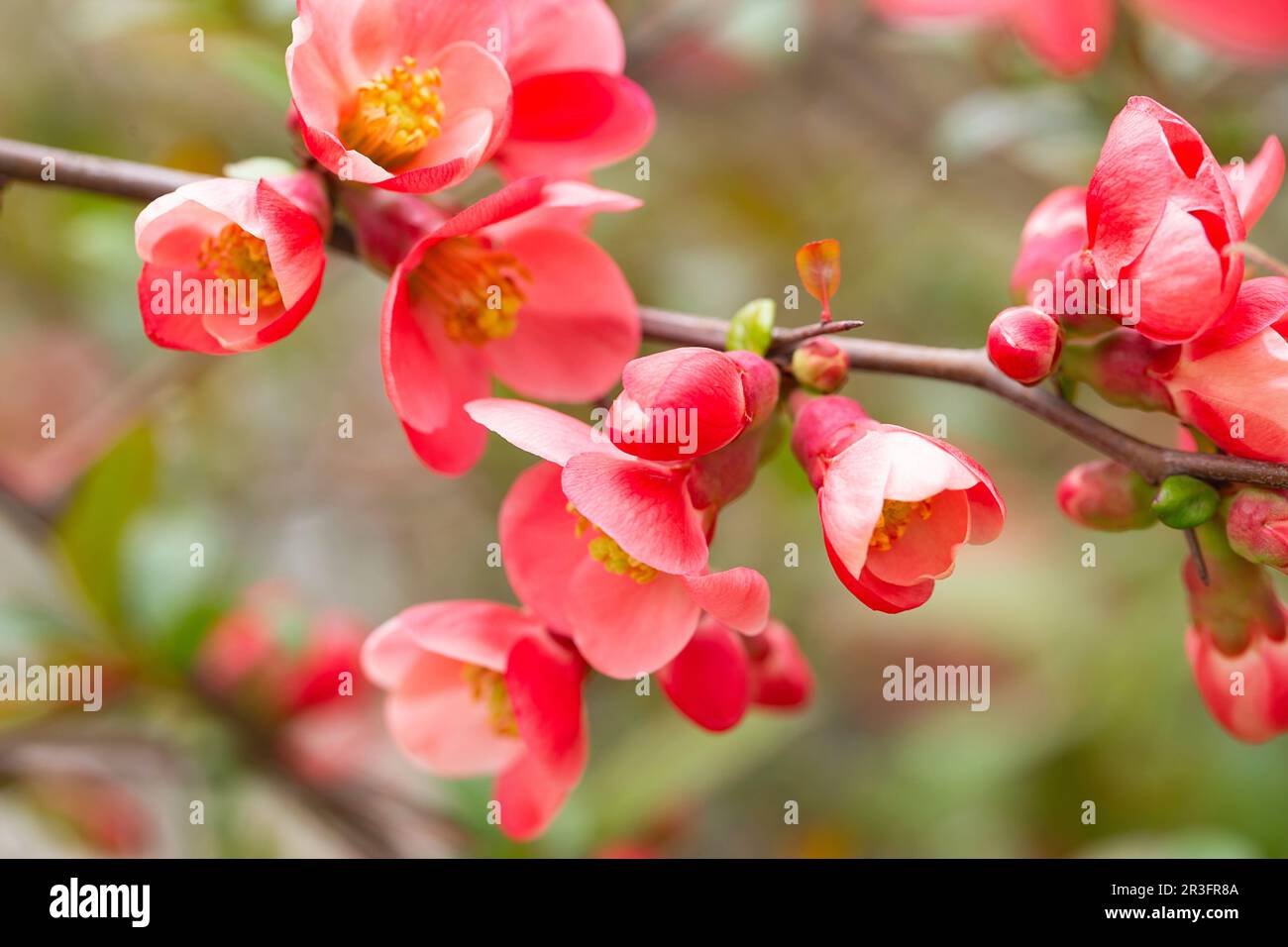 Macro of bright red spring flowering Japanese quince or Chaenomeles japonica on the blurred garden background. Stock Photo