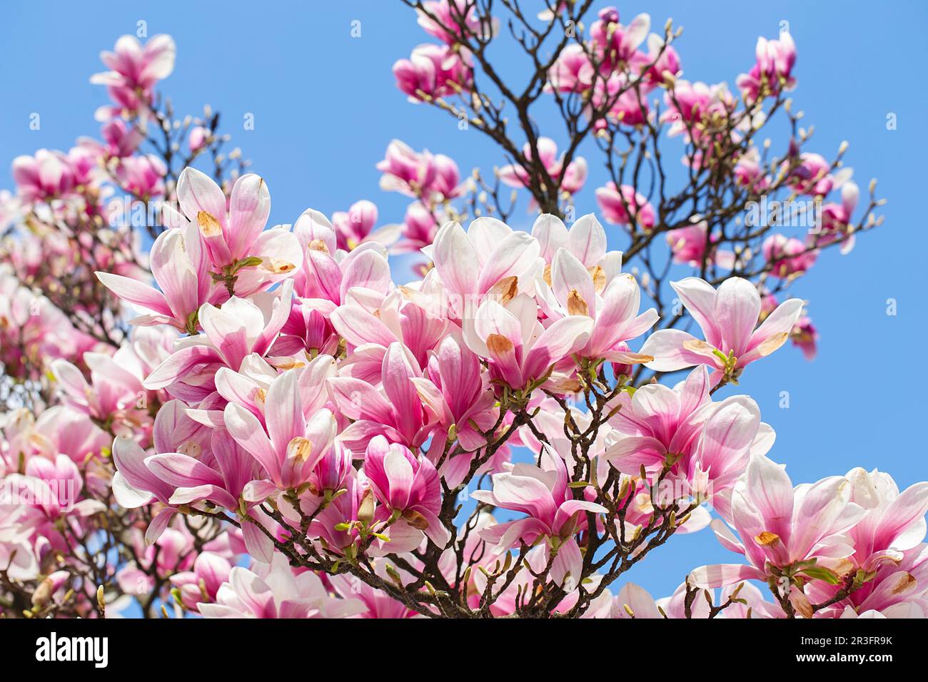 Magnolia flowers in blossom hi-res stock photography and images - Alamy