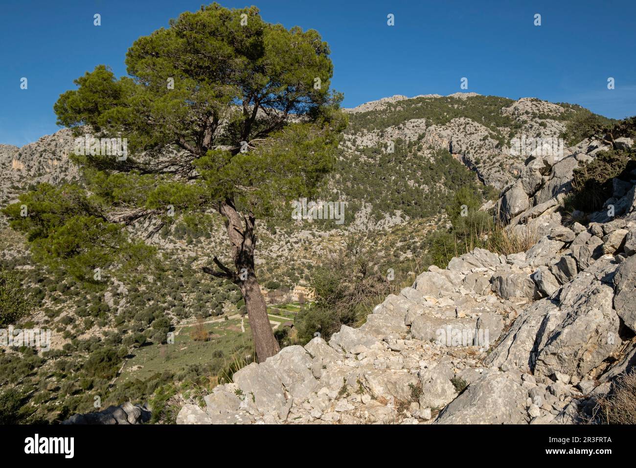 traditional cobblestone path, Sa Pica des Garrover, Tossals Verds section, lloseta, Mallorca, Balearic Islands, Spain. Stock Photo