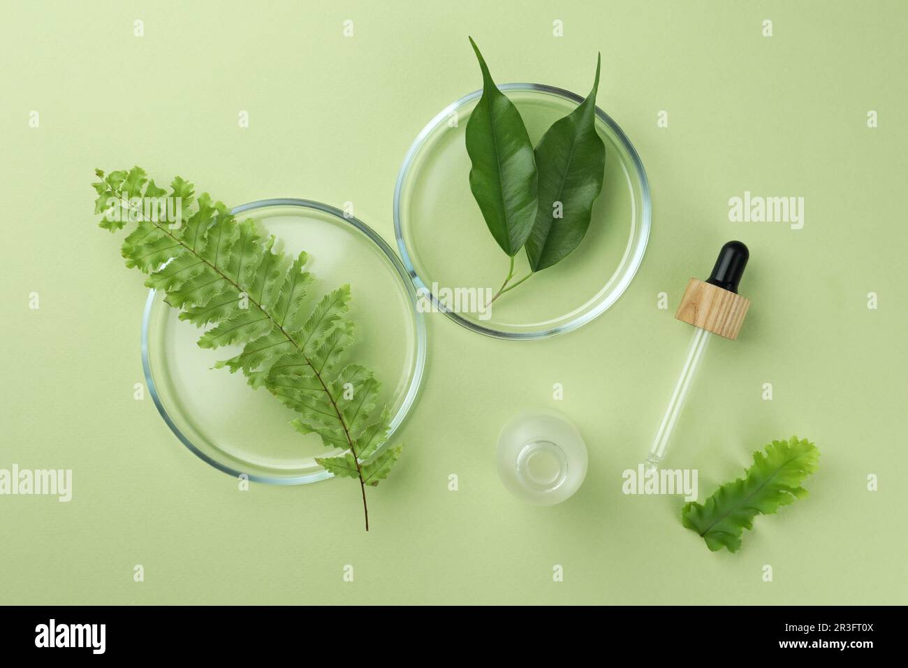 Flat lay composition with Petri dishes and plants on pale light green ...
