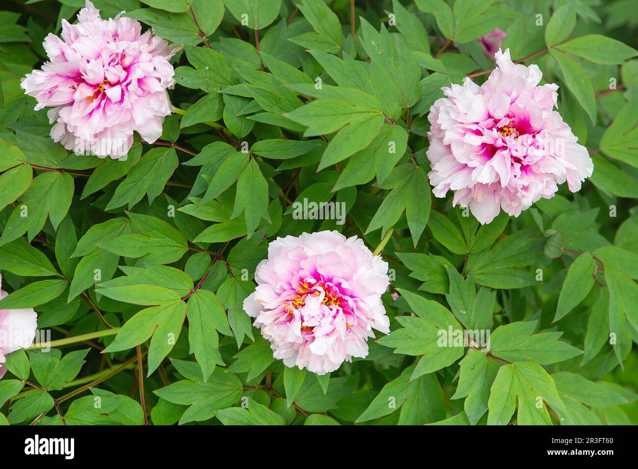 Pink peony. tender pink flowers bathing in sunlight. bright pink peony blossomed in early spring, internet springtime banner. fl Stock Photo