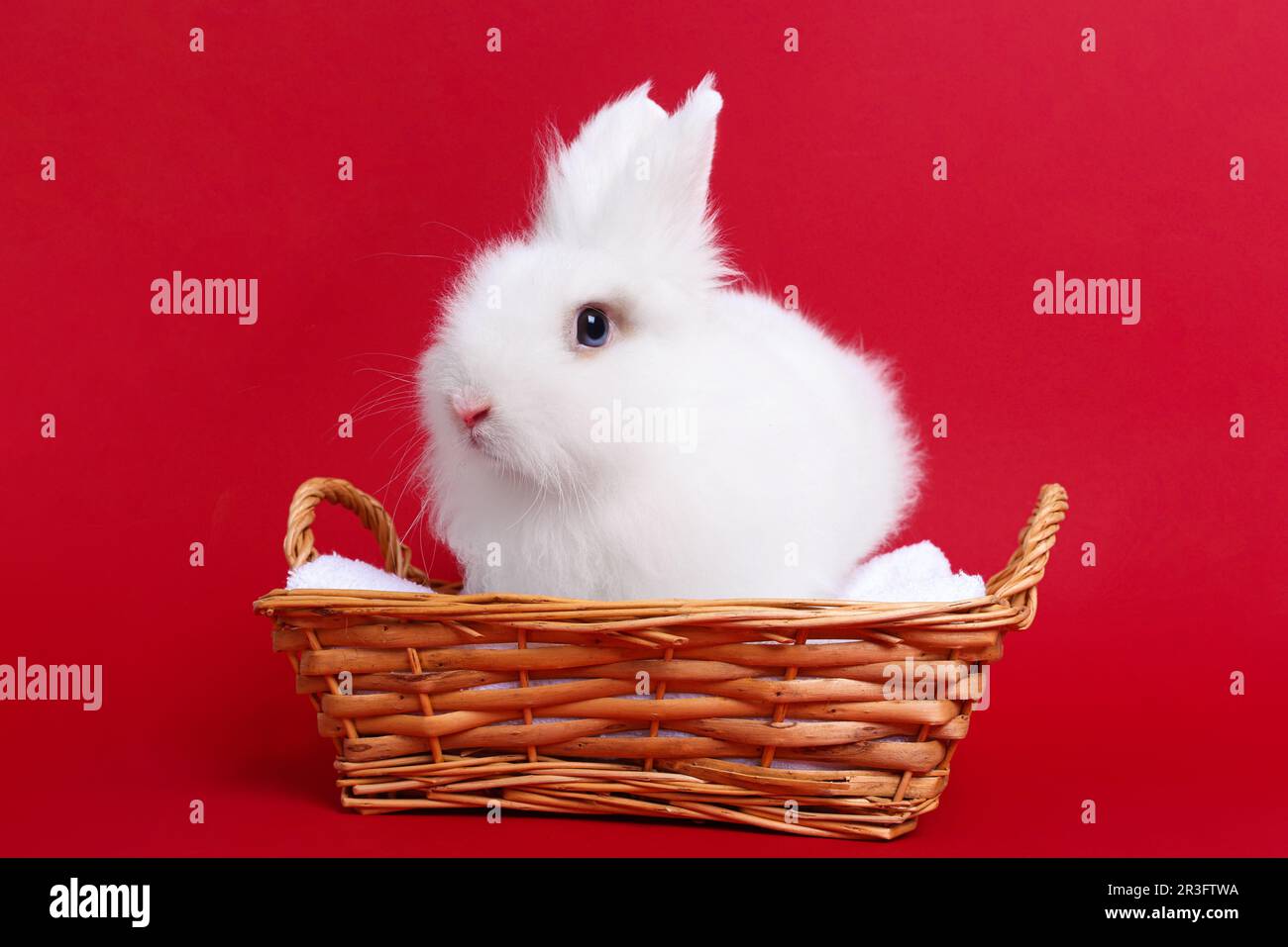 Fluffy white rabbit in wicker basket on red background. Cute pet Stock ...