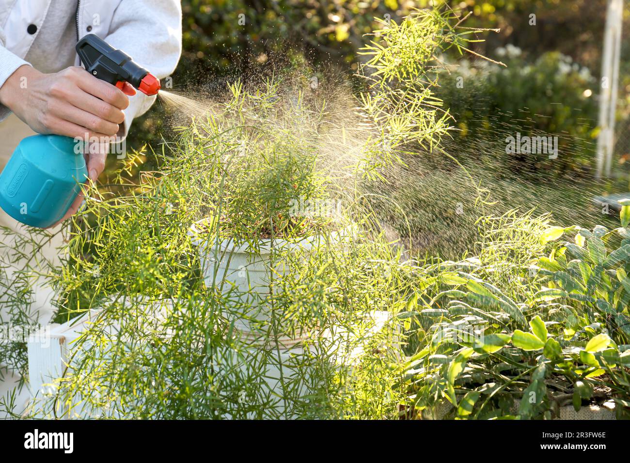 Woman spraying different potted plants with water in garden, closeup Stock Photo