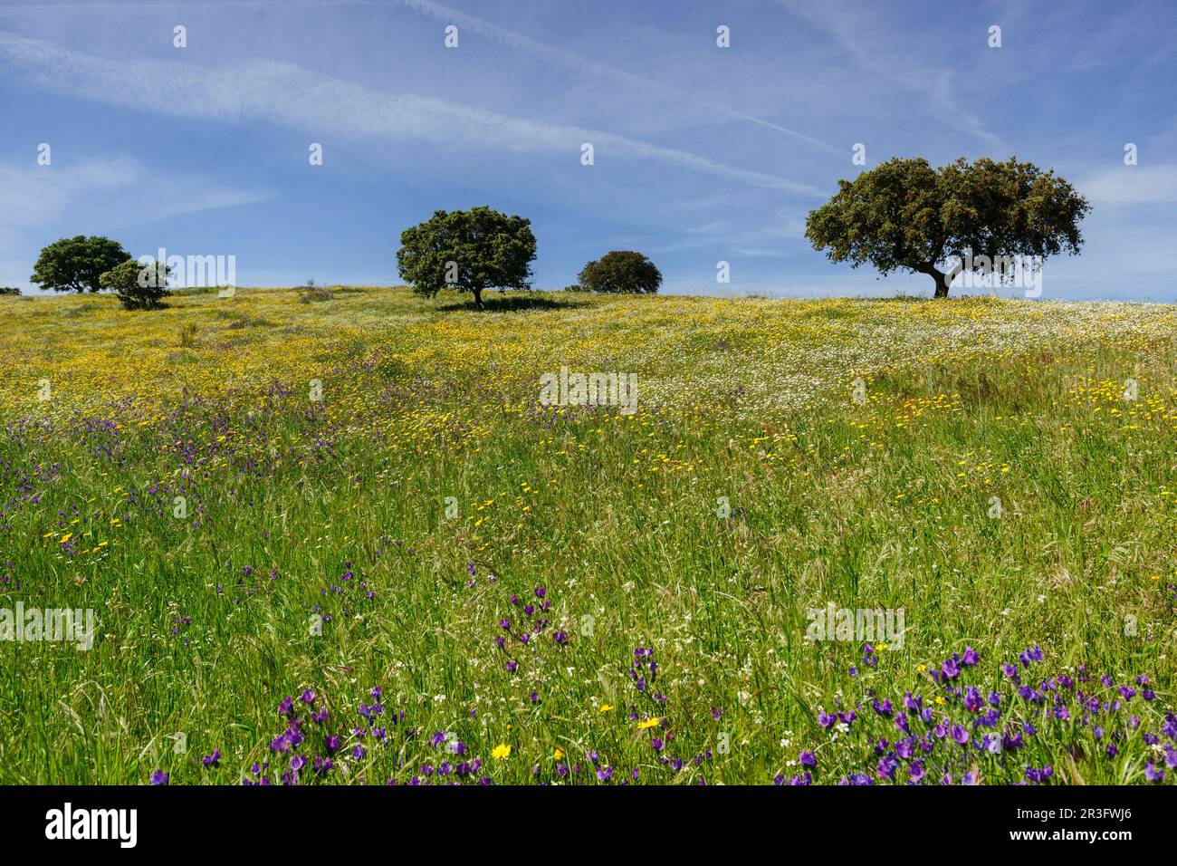 Campo cultivar hi-res stock photography and images - Alamy