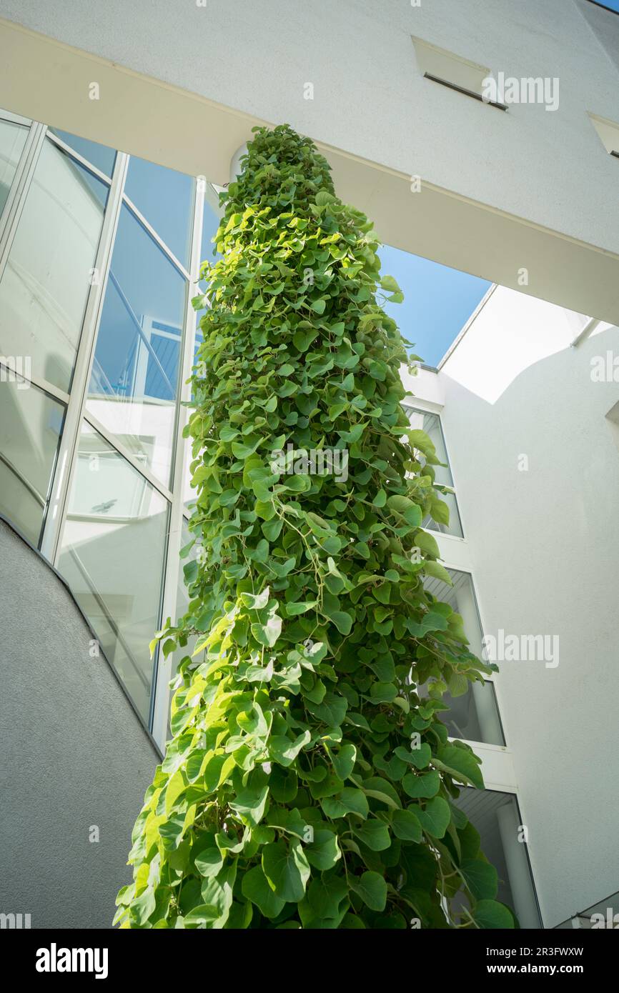 Facade greening - pipevine Stock Photo