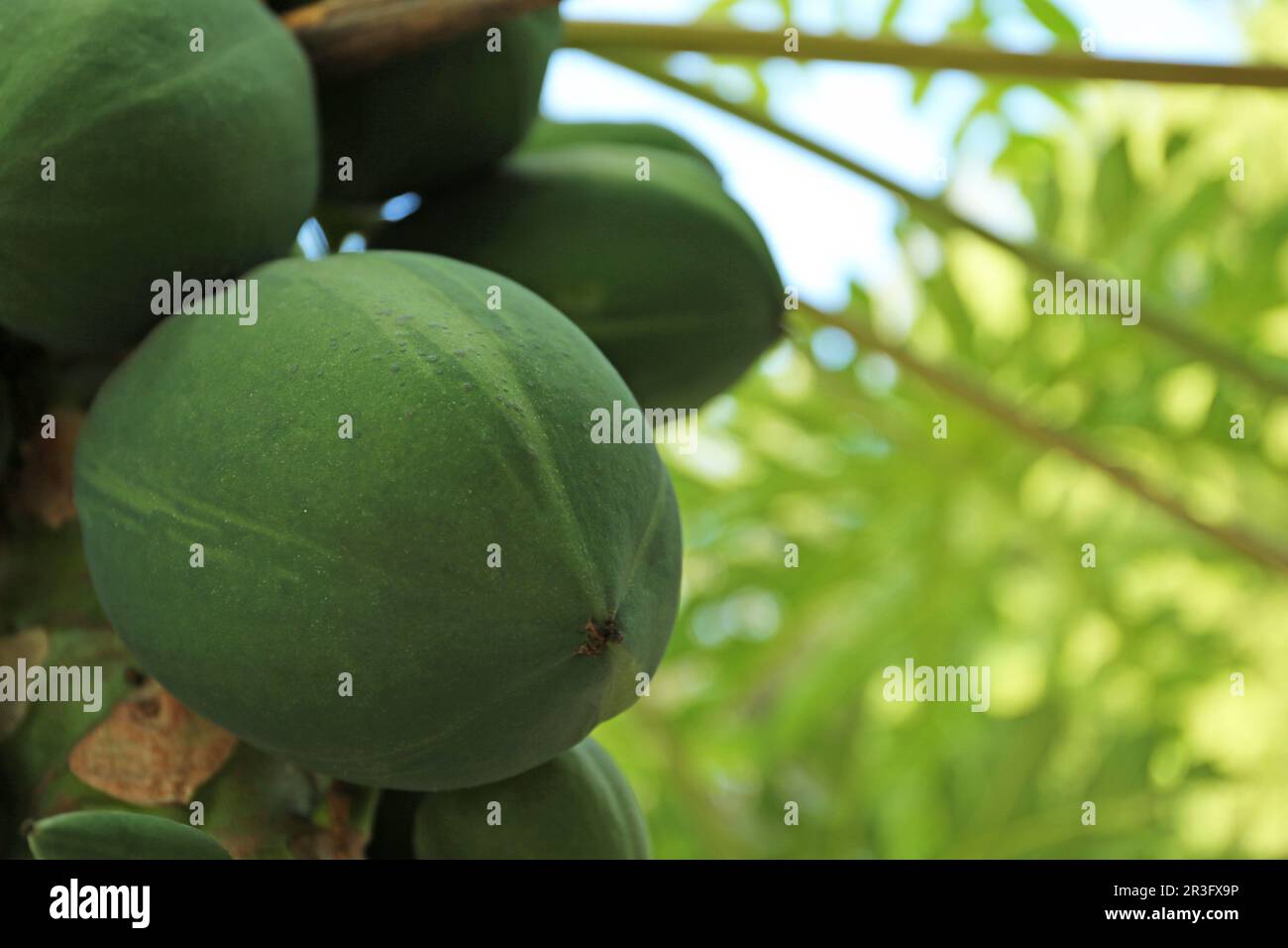 Beautiful green papaya tree unripe hi-res stock photography and images ...