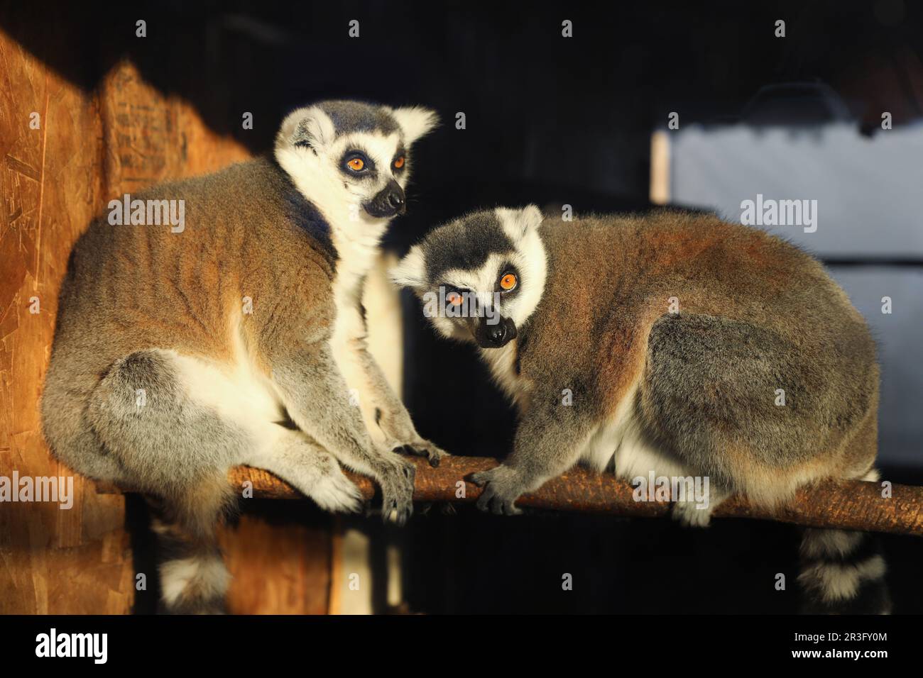 Photo inspiration: Gallery Detail: Two Adorable Ring Tailed Lemurs On Wooden Bar In Zoo
