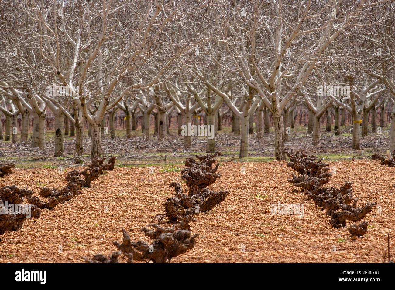 vineyard, Campo de Criptana, province of Ciudad Real, Castilla-La Mancha, Spain. Stock Photo