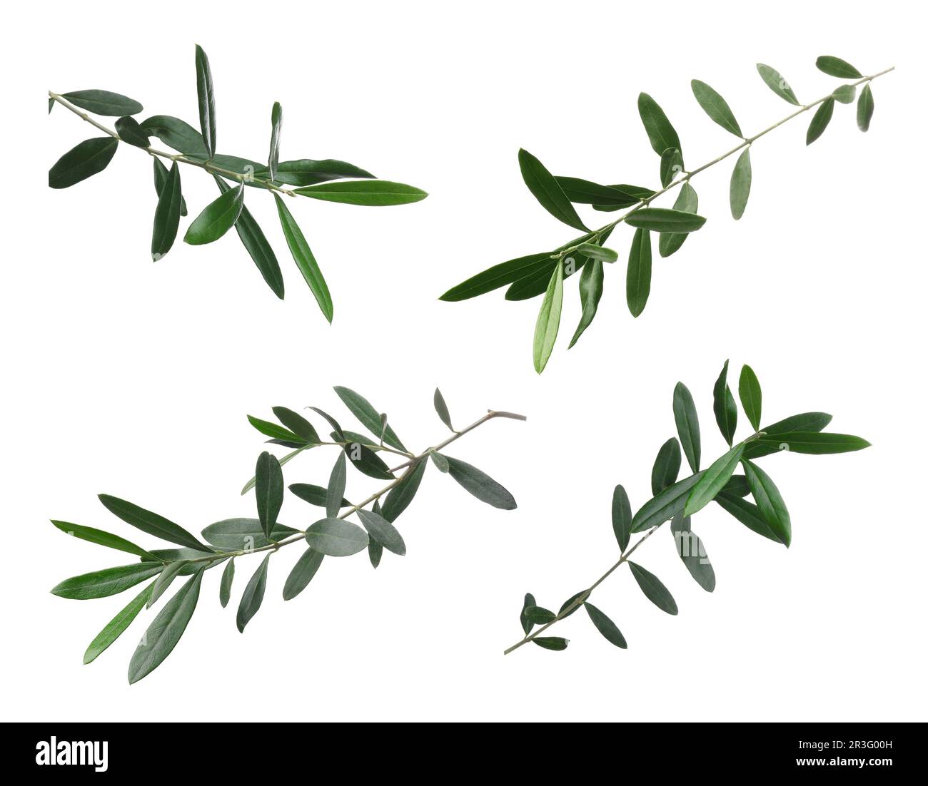 Set of olive twigs with fresh green leaves on white background Stock ...