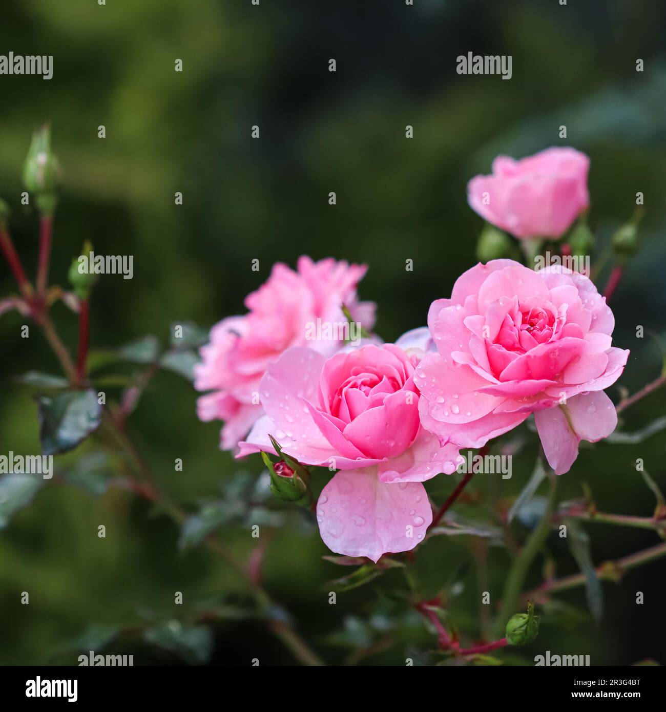 Beautiful pink roses with dew drops in the garden Stock Photo
