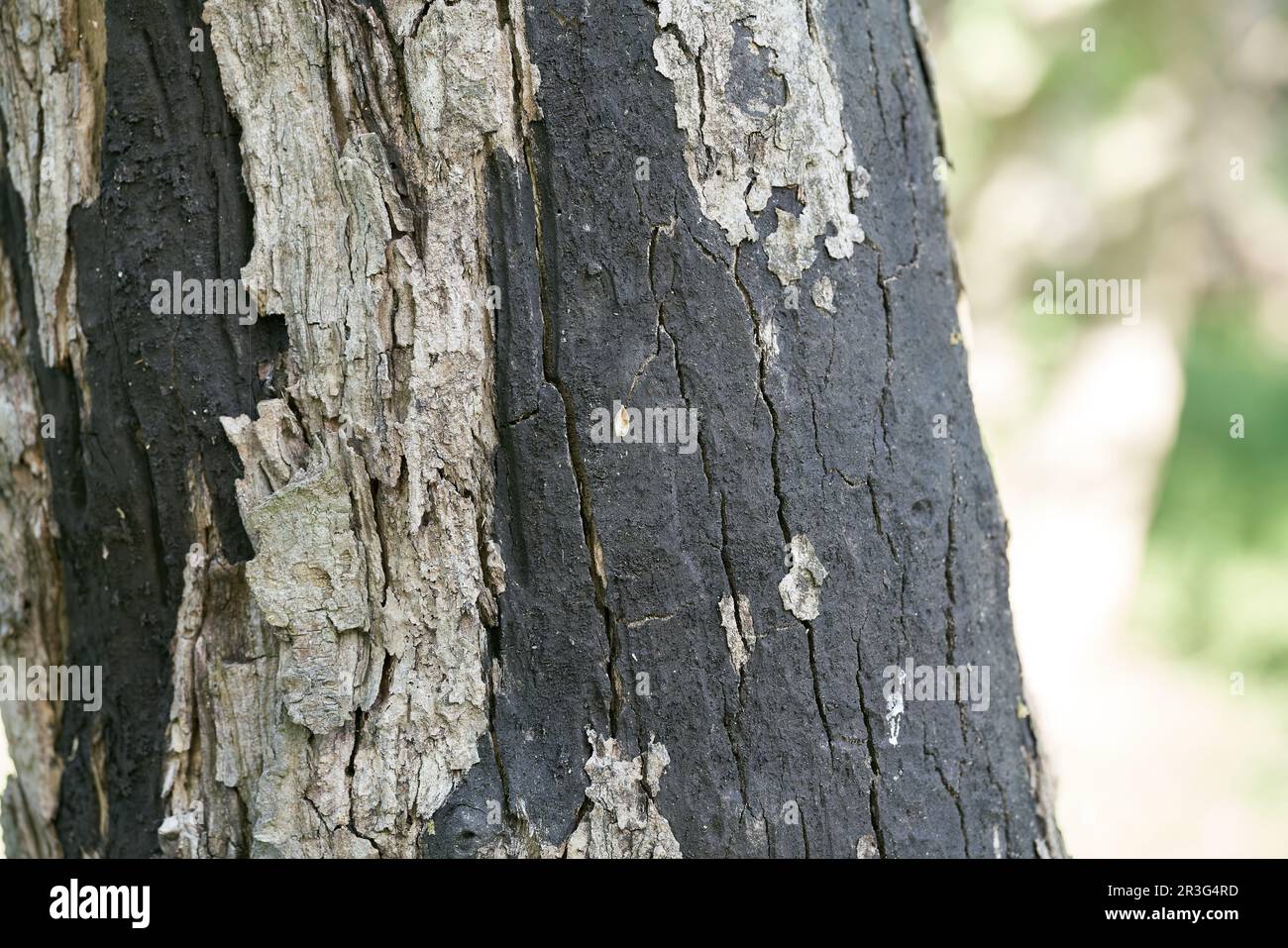Sooty bark disease RuÃŸrindenkrankheit caused by the fungus Cryptostroma corticale on a dead tree Stock Photo