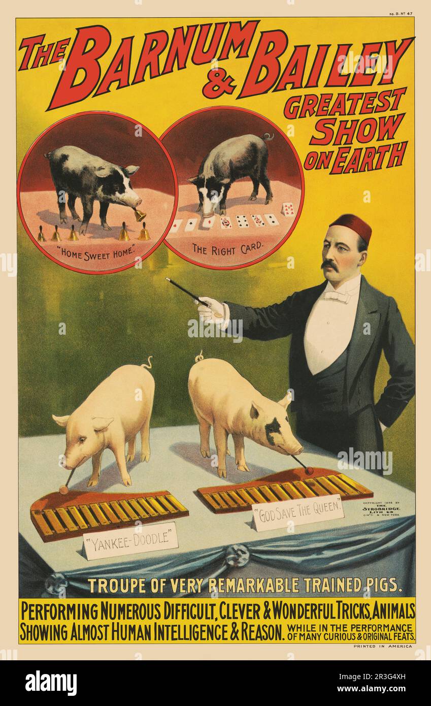 Vintage circus poster of a trainer and his pigs playing xylophones, bells, and doing card tricks. Stock Photo