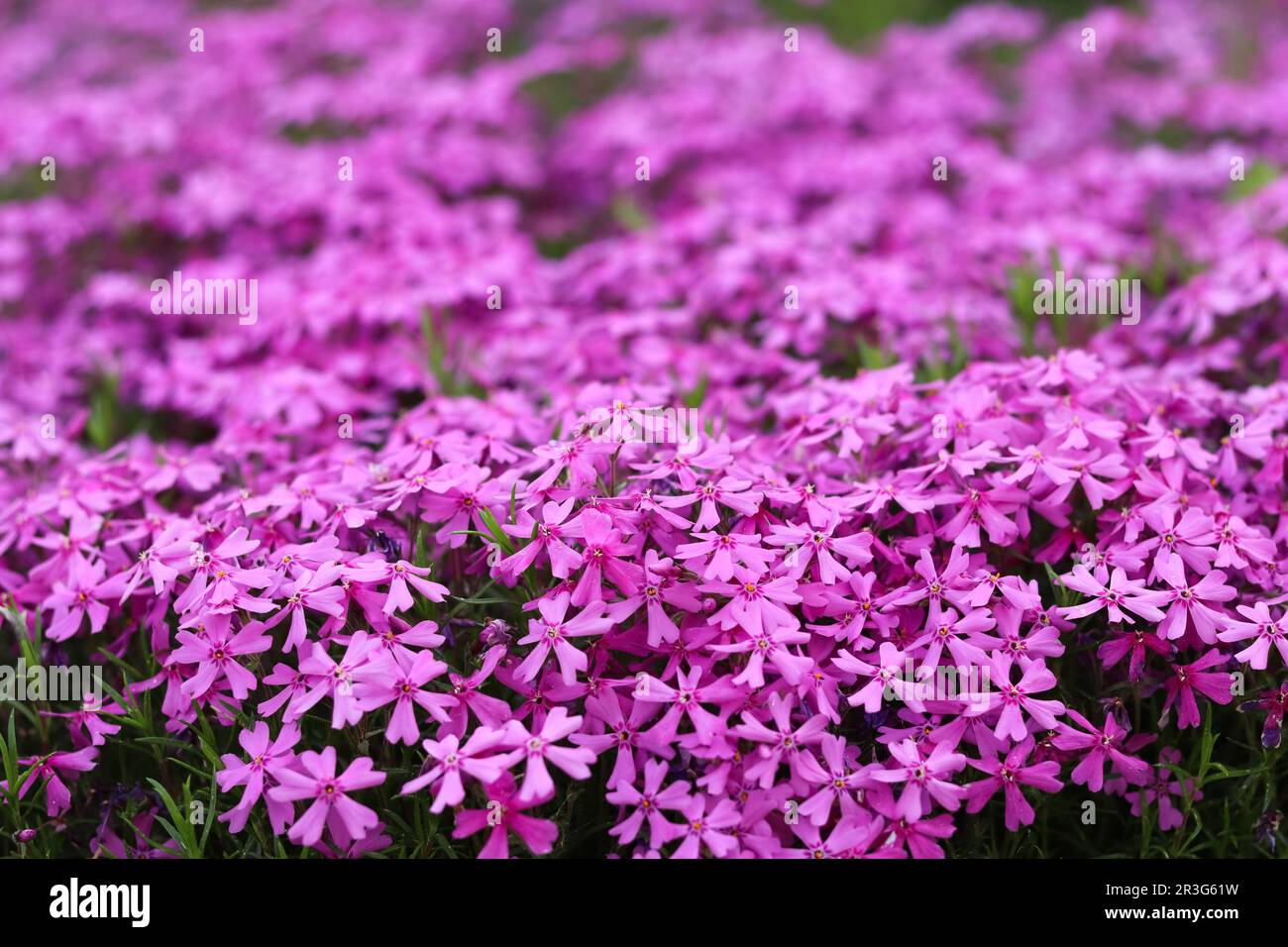 Background of purple flowers Phlox in spring Stock Photo