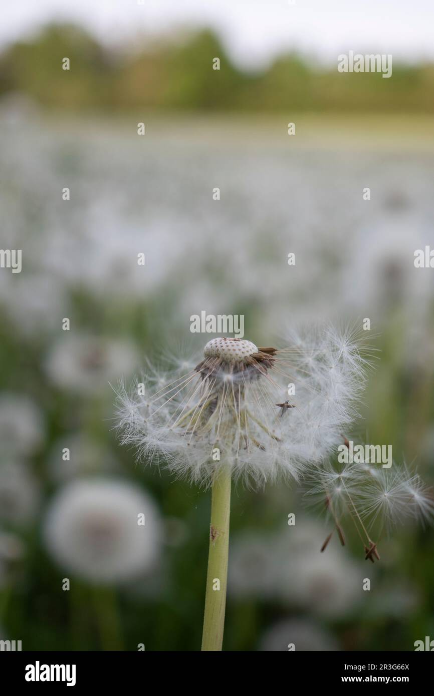 Dandelion plant in forest hi-res stock photography and images - Alamy