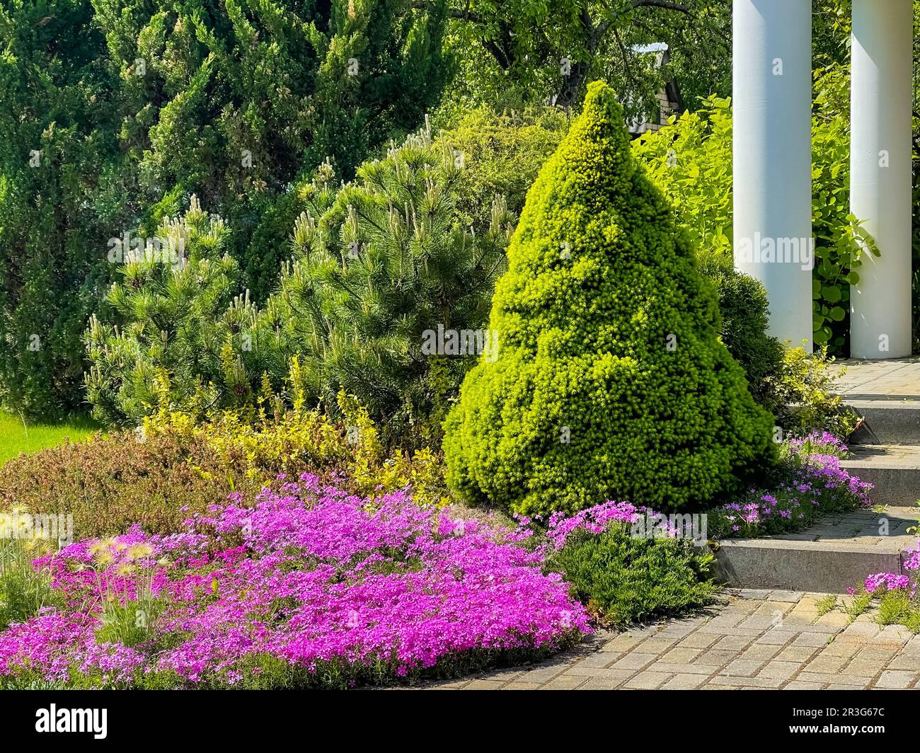 Garden landscape design with flowering plants and ornamental evergreens