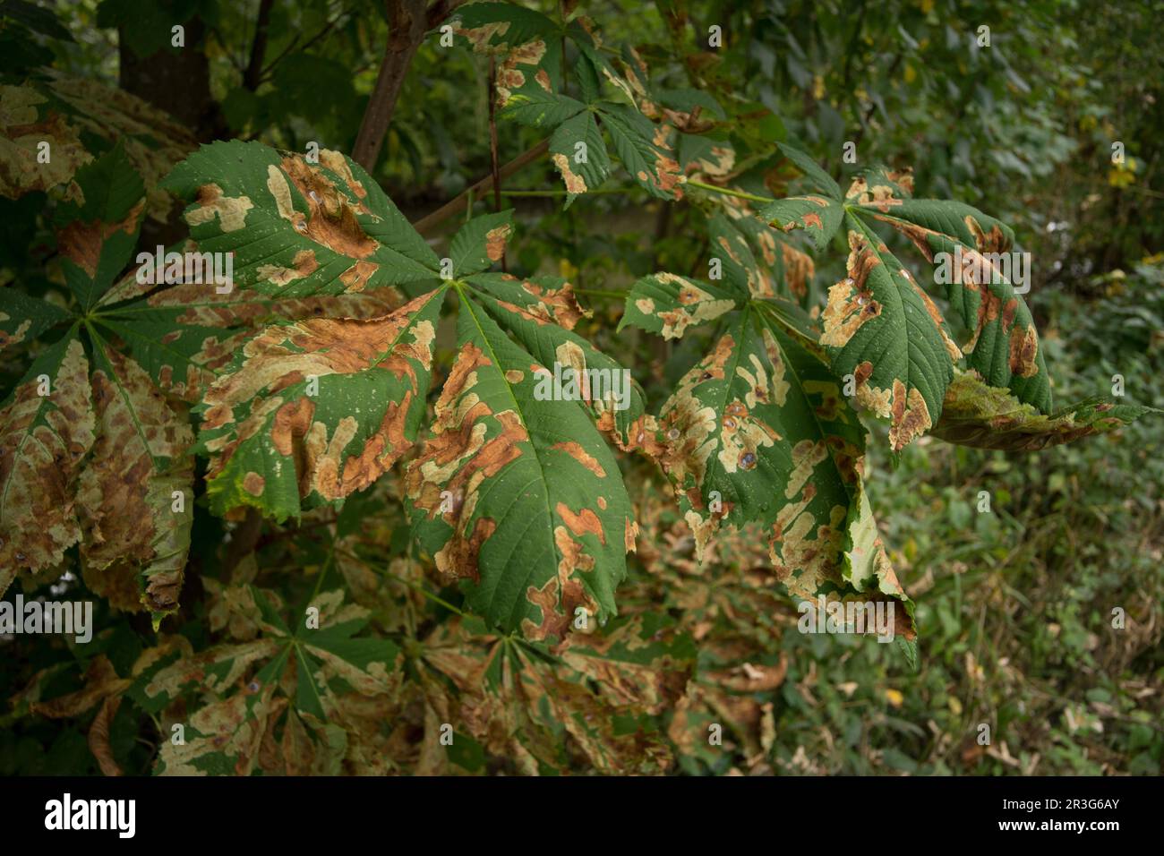 Horse-chestnut leaf miner Stock Photo