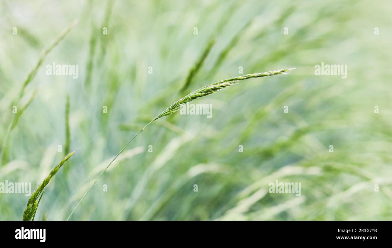 Background from decorative grass Blue fescue. Spikelets of Festuca glauca Stock Photo