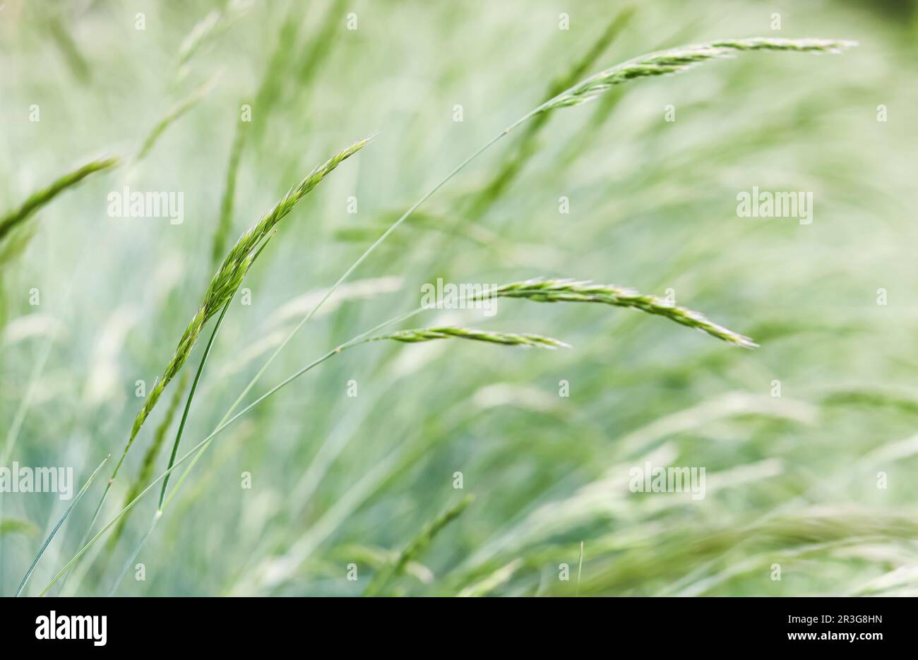 Background from decorative grass Blue fescue. Spikelets of Festuca glauca Stock Photo