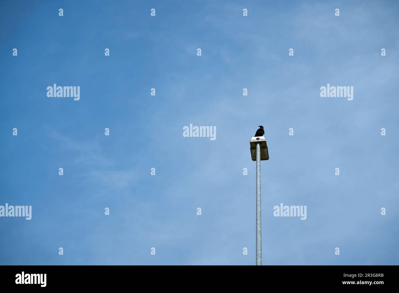 Crow on a lantern. Style of minimalism. Next to it place for text. Stock Photo