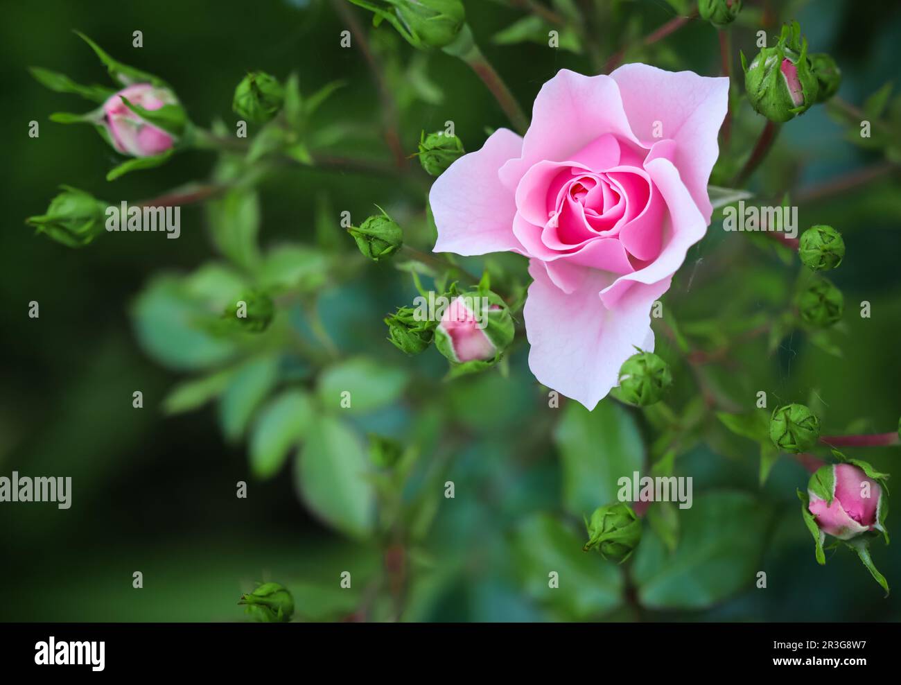 Pink rose Bonica with buds in the garden. Perfect for background of greeting cards Stock Photo