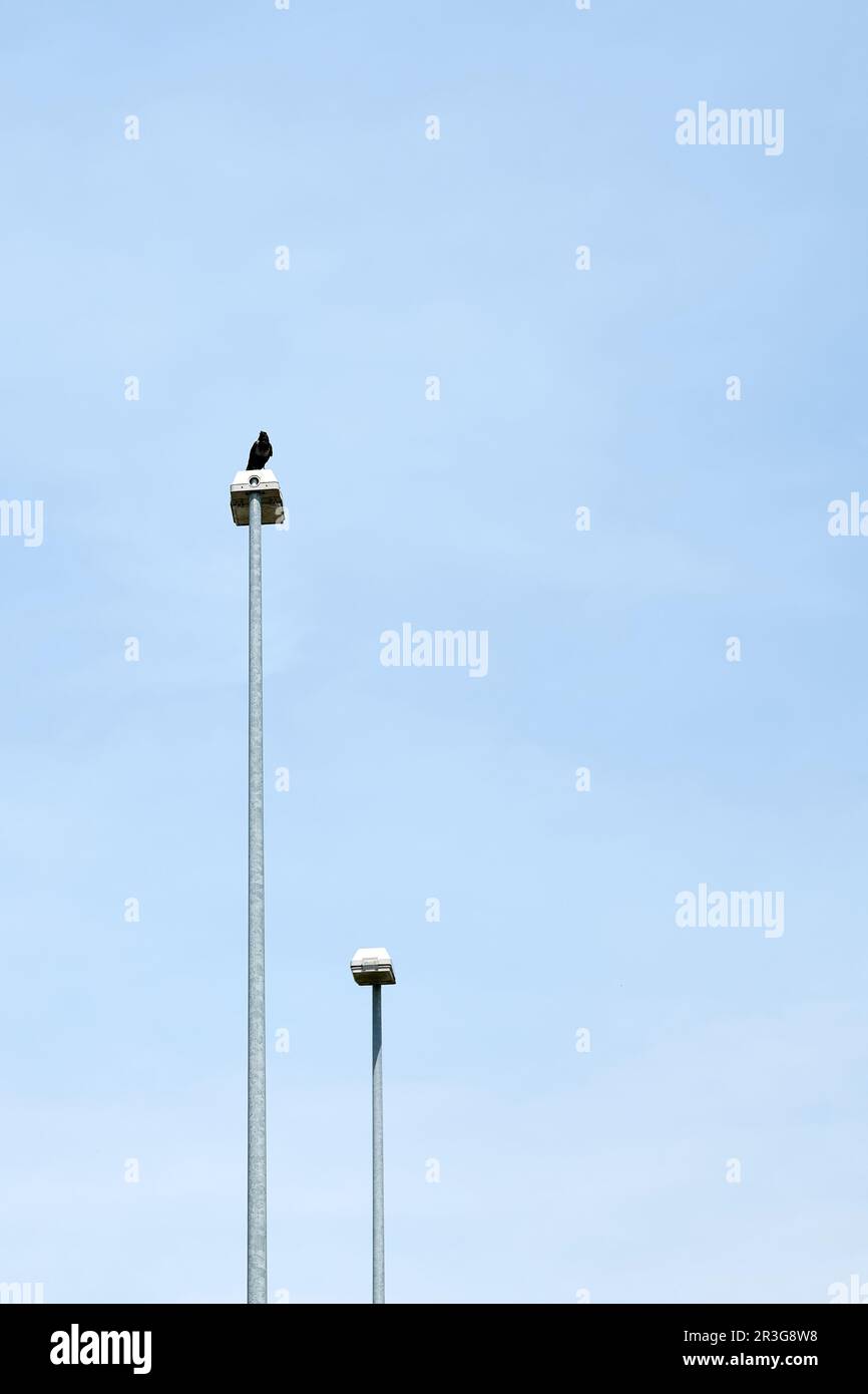 Crow on a lantern. Style of minimalism. Next to it place for text. Stock Photo