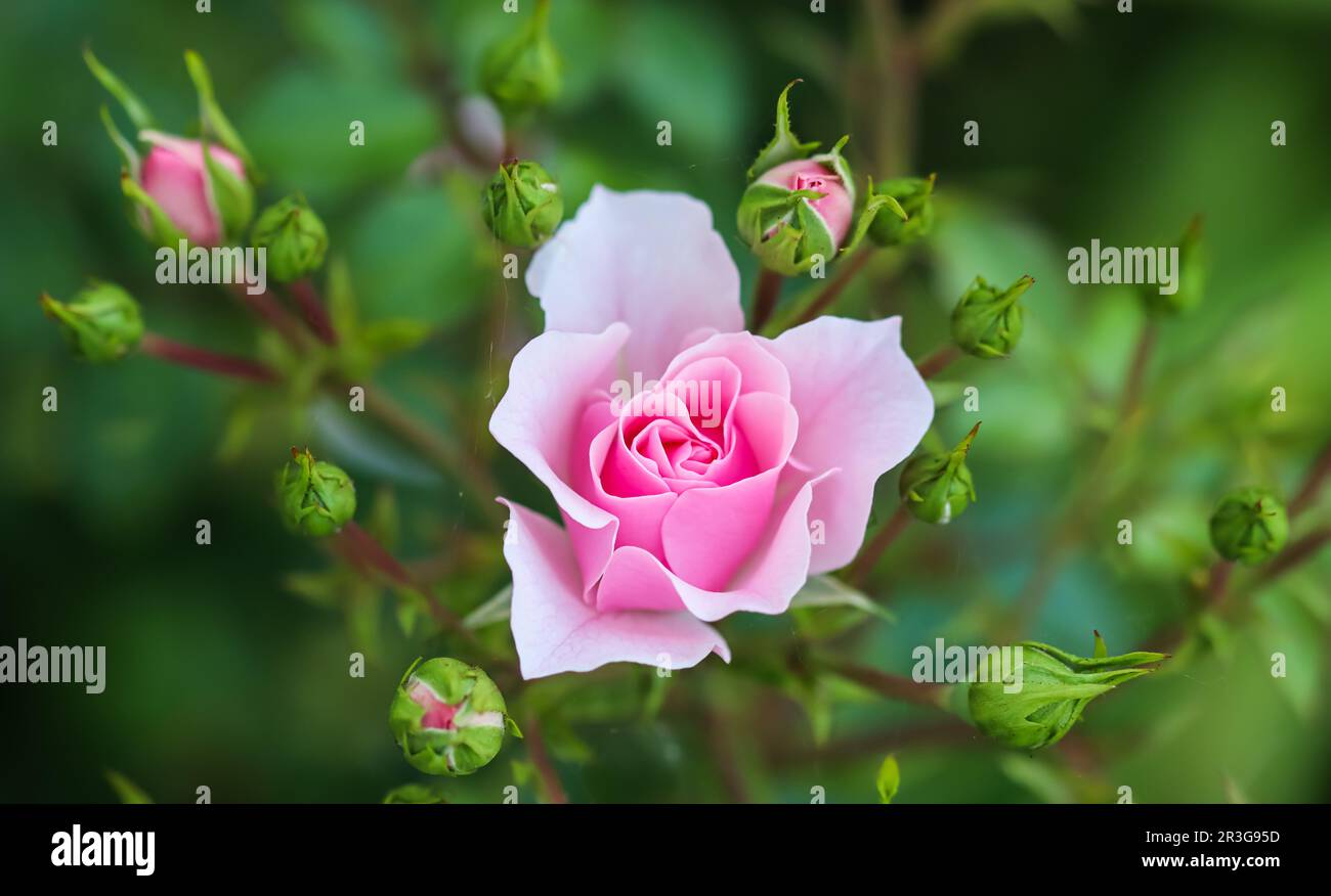 Pink rose Bonica with buds in the garden. Perfect for background of greeting cards Stock Photo