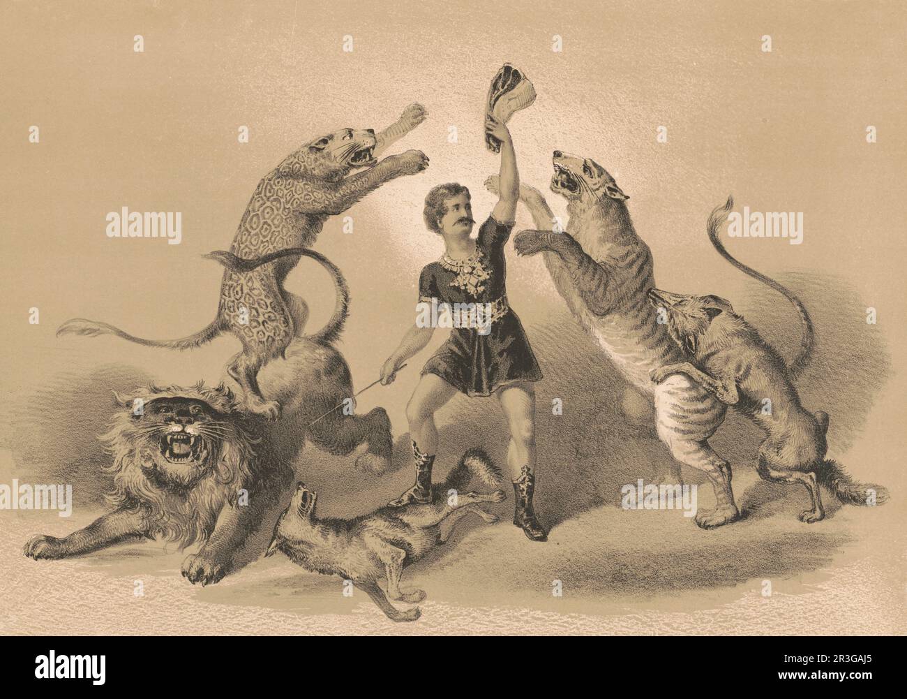 Vintage print of a male circus performer standing among vicious animals while holding a piece of meat overhead, circa 1872. Stock Photo