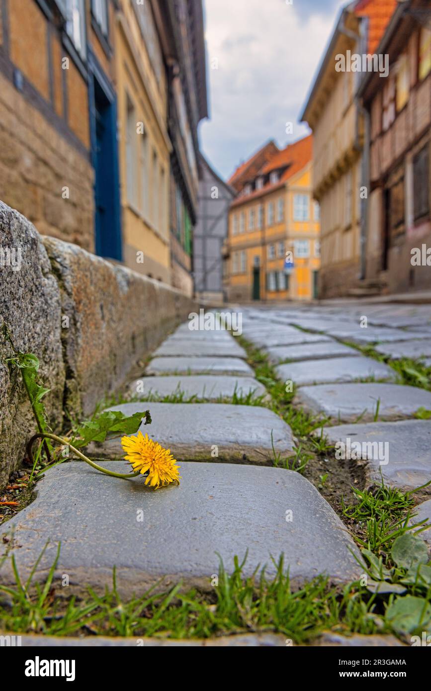 Pictures from Quedlinburg in the Harz Mountains Stock Photo